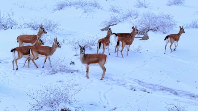 Herd of Goitered Gazelles Walking in Snowy Winter Steppe