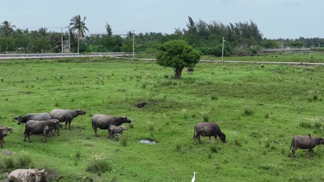 Water Buffalo Herd Grazing in a Green Grassy Field with Mud Puddles