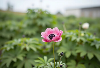Fototapeta premium Springtime renewal and nature growth, pink anemone flower blooming in a lush garden field with soft focus background for seasonal floral design