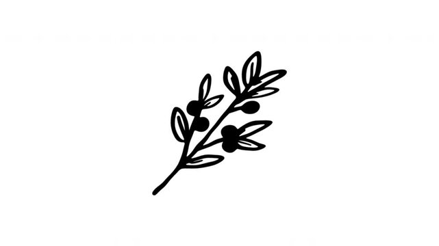 Botanical Branch For Nature Themes And Floral Decoration Doodle Animation With Alpha Channel. Olive Twig And Foliage Accent. Animated Hand-Drawn Icon For Video Overlay 4K.