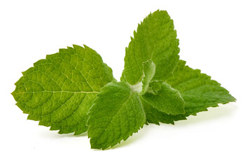 Fresh Mint Leaves Isolated on White Background © GSDesign