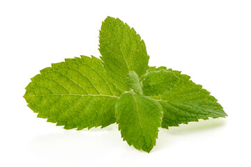 Fresh Green Mint Leaves Isolated on White Background © GSDesign