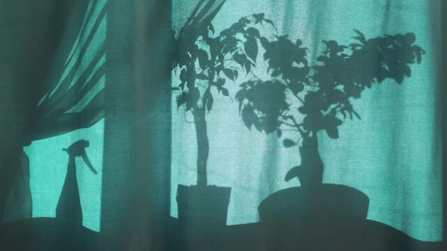 Calm morning sunlight filtering through a teal curtain, casting sharp shadows of domestic potted trees and a watering tool. Creative plant silhouette and texture concept.