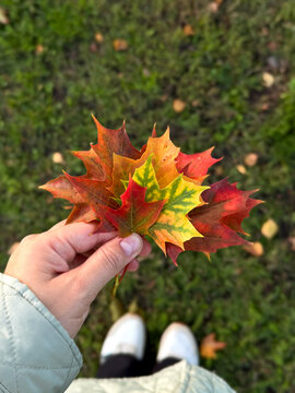 Hand holding colorful autumn maple leaves above green grass with white shoes and quilted sleeve visible in outdoor