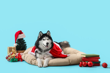 Christmas holiday celebration with pet, husky dog wearing santa claus cape lying on bed with gifts and ornaments on a light blue background © Pixel-Shot