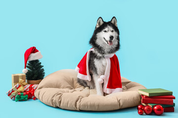 Christmas holiday celebration with pet, husky dog wearing santa claus costume sitting on bed with gifts and decorations on a light blue background © Pixel-Shot