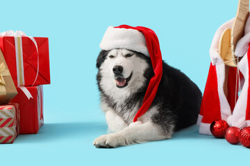 Christmas holiday celebration, happy husky dog wearing a santa hat with gift boxes and festive ornaments on a light blue background © Pixel-Shot