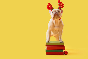 Christmas holiday celebration, french bulldog wearing reindeer antlers standing on a stack of books with a red ornament on a yellow background © Pixel-Shot