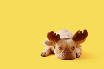 Christmas holiday humor, French bulldog wearing reindeer antlers on a yellow background for seasonal pet marketing and festive winter greeting cards © Pixel-Shot