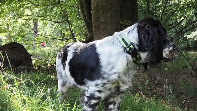 English Springer Spaniel Puppy Running Through Natural Woodland and Exploring Green Forest