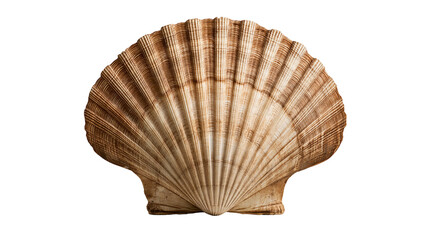 Brown ridged fan shaped scallop seashell with radial texture © Tibor