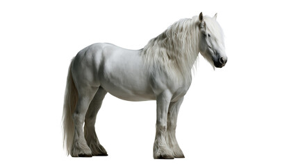 Majestic white Shire horse standing with long flowing mane and feathered hooves © Tibor