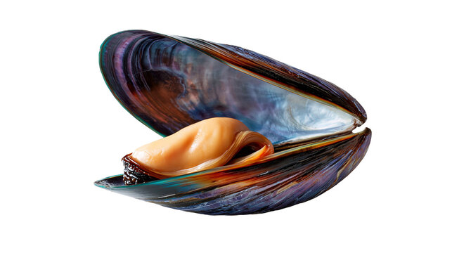 Fresh raw blue mussel with orange meat inside an open dark iridescent shell