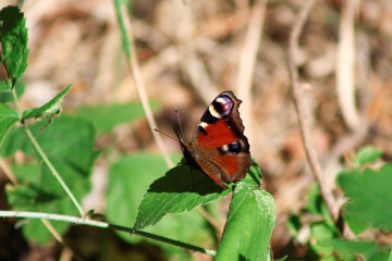 Colorful butterfly on a green leaf © Erdves