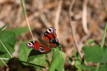 Colorful butterfly on a green leaf © Erdves