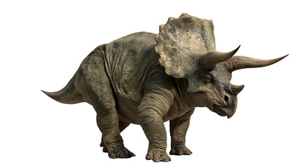 Triceratops dinosaur with textured green skin and large bony frill © Uxia