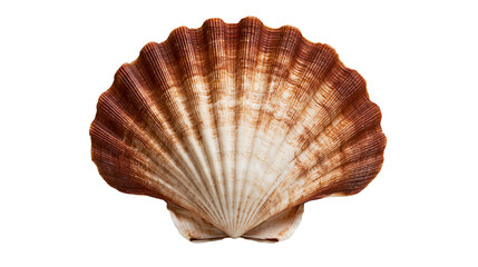 Brown and white fan shaped scallop seashell with ribbed texture © Uxia