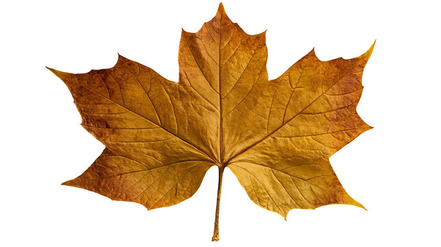 Dried brown maple leaf with detailed veins and serrated edges