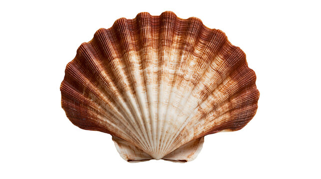 Brown and white fan shaped scallop seashell with ribbed texture