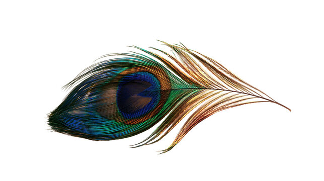 Iridescent peacock feather with vibrant blue green and gold eye pattern