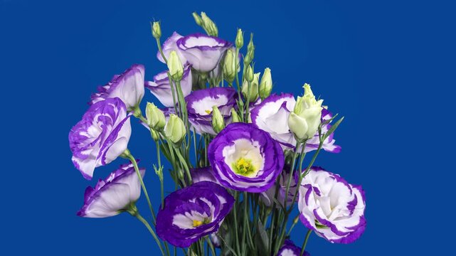 Beautiful White Purple Eustoma Russellianum (Lisianthus) Flower Wilting in Time Lapse on a Blue Background Close Up. Japanese Rose Natural Color