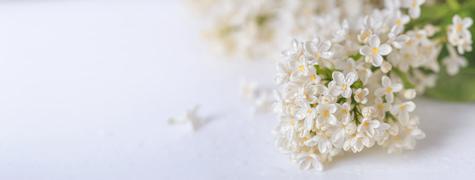 Springtime background, banner with branch of blooming white lilac flowers on a glossy white surface, selective focus. Romantic background with copy space for text