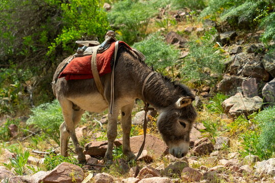 Donkey with pack saddle, profile view, Chatkal mountains in Spring
