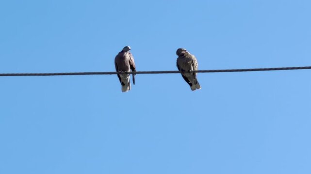 Two birds are perched on  power line