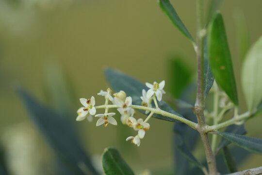 fiori di olivo in primavera