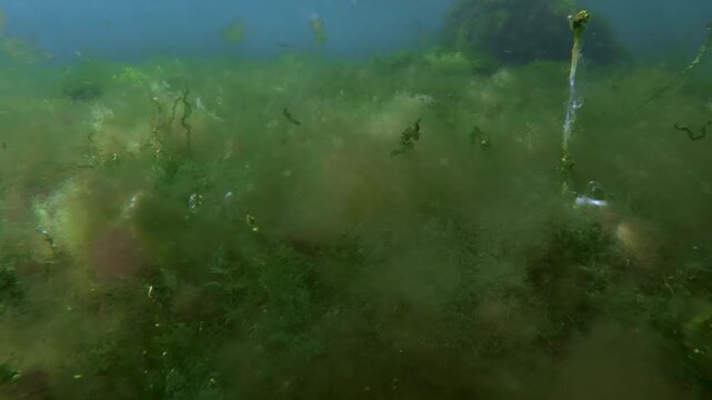 Underwater backdrops of vivid, wavy tube sea lettuce ribbons with air bubbles, filamentous Cladophora and red Ceramium horned weed forming natural carpet pattern on ocean bottom with bright sun glare