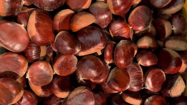Pile of fresh raw edible sweet chestnuts (Castanea sativa) after harvest. Tracking shot overhead background texture of brown glossy nuts.