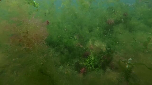Camera moves forward, cutting through a thick layer of storm-tossed pieces of brown, red, and green seaweed drifting in shallow water.