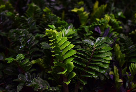Tropical  Zamioculcas Zamiifolia Zenzi. Zamioculcas zamiifolia is a popular plant for the home and office. Houseplants at the plant store