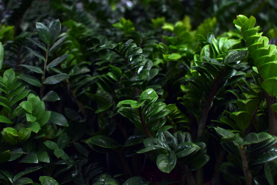 Tropical  Zamioculcas Zamiifolia Zenzi. Zamioculcas zamiifolia is a popular plant for the home and office. Houseplants at the plant store