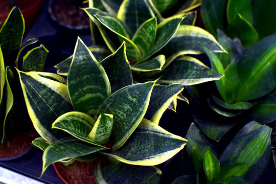 Lidah mertua or Dracaena trifasciata (Sansevieria trifasciata)  in a plant shop.
