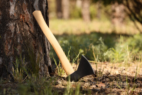 Bushcraft and survival skills, camping axe leaning against a pine tree in the forest for outdoor adventure and wilderness exploration preparation