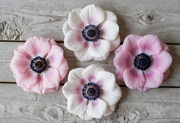 Fototapeta premium Spring floral background, pink and white anemone flowers on rustic wooden planks for wedding invitation design and seasonal greeting card composition