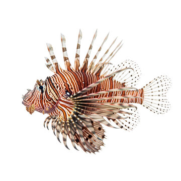 A vibrant red and brown lionfish swimming with spiky fins and striped body pattern