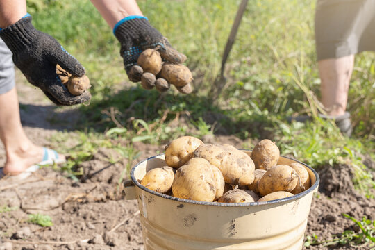Hands in work gloves harvesting fresh potatoes and putting ripe raw tubers into metal bucket on sunny farm field in countryside