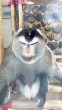Southern pig tailed macaque sitting calmly on wooden climbing structure inside zoo enclosure displaying funny facial expressions and natural primate behavior in motion clip video footage