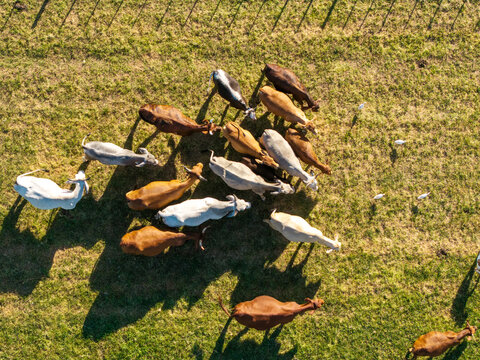 Aerial view of cattle grazing in a green pasture with long shadows cast on the grass in Oudtshoorn, Western Cape, South Africa.