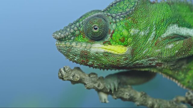 Macro close up of young Panther chameleon (Furcifer pardalis) head, showing detailed colorful scales on thin branch with bright, blurred blue background. Detailed portrait of vibrant chameleon.