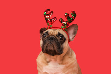 Cute French bulldog in reindeer horns on red background. Christmas celebration © Pixel-Shot
