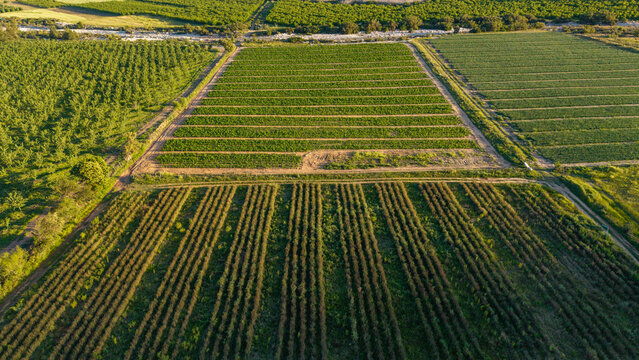 Aerial view of Klein Karoo farmlands showing onion and carrot seed crops in neat rows across the semi-arid terrain of Hoeko, Western Cape, South Africa.