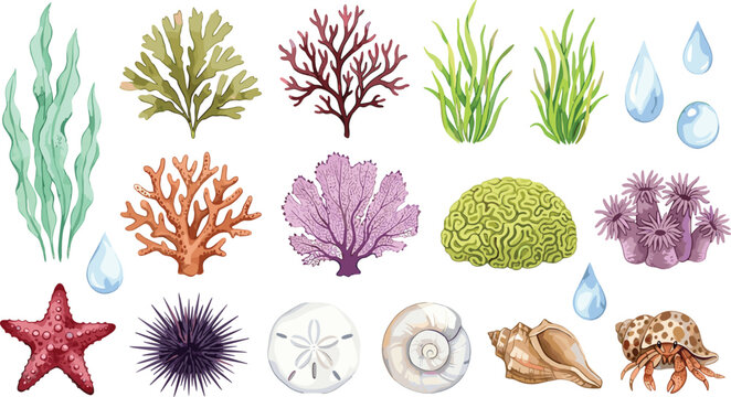 Hand Drawn Marine Collection with Seaweed, Coral, Starfish, Sea Urchin, Sand Dollar, Seashells, Hermit Crab and Water Droplets