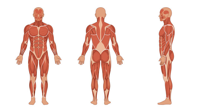 Detailed Vector Illustration of the Human Muscular System Showing Front, Back, and Side Views of Male Anatomy for Medical, Educational, and Health Science Purposes on White Background