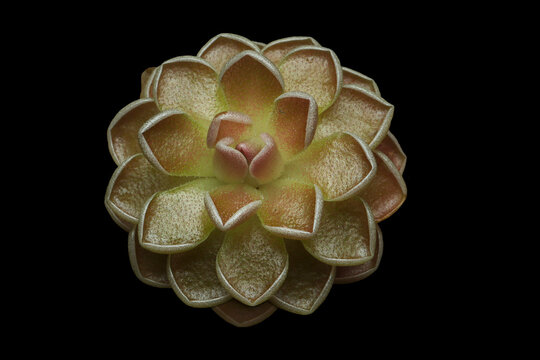 Beautiful Pinguicula esseriana carnivorous plant close-up on isolated background, Carnivorous plant Pinguicula esseriana growing from top view