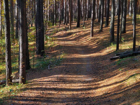 A needle-strewn path in an autumn pine forest.