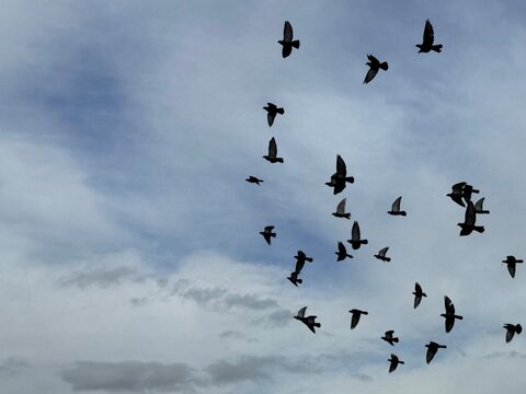 black birds flying at the white and blue sky