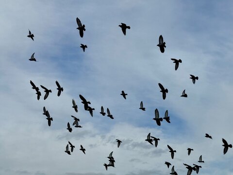 black birds flying at the white and blue sky